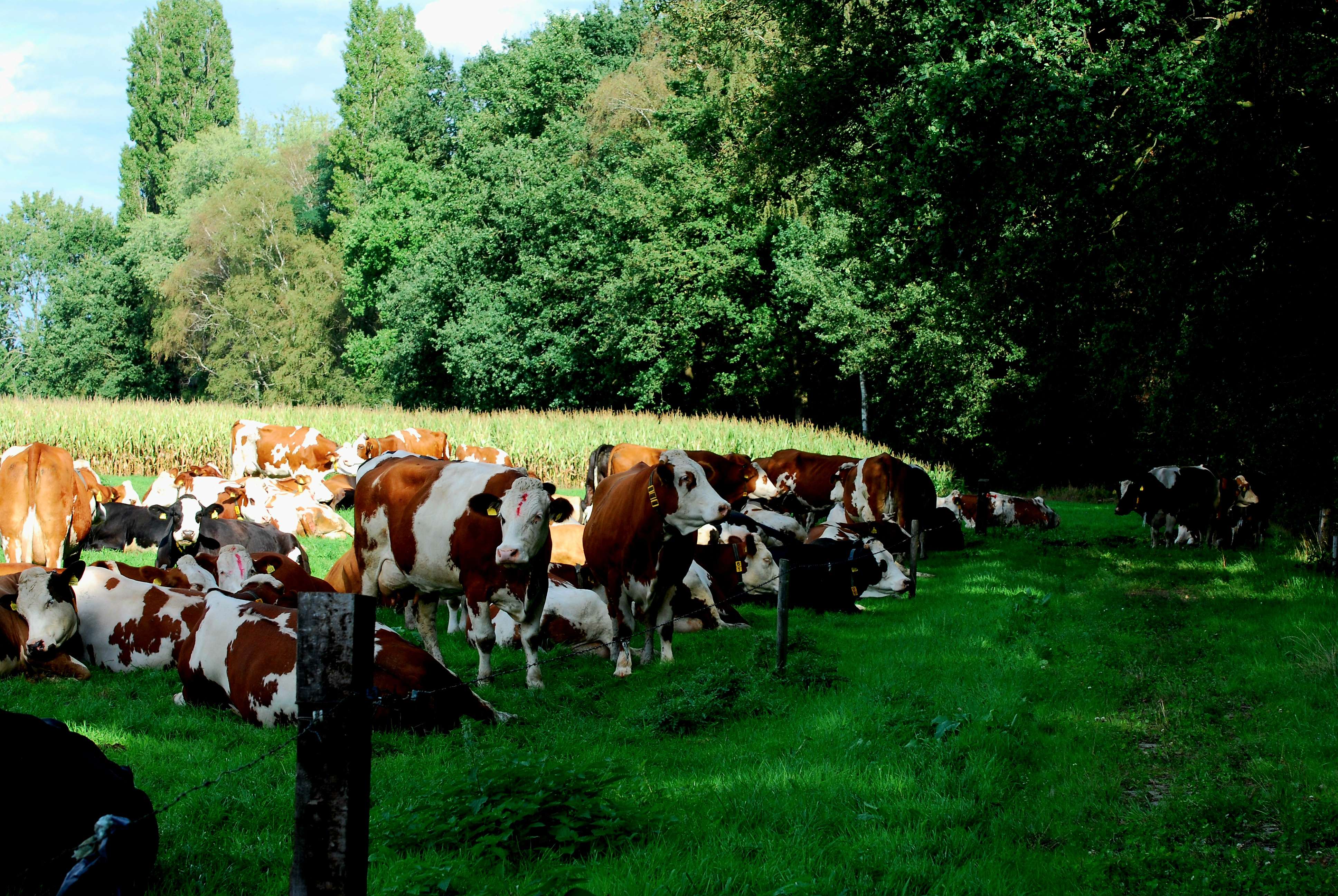 Biologische melkkoeien De Hooiberg